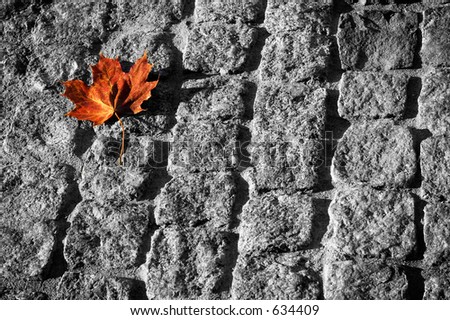 The maple leaf which has fallen to a roadway