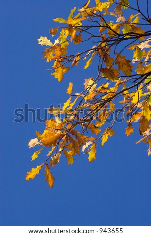 Colourful oak branch on a background of the shrill-dark blue sky