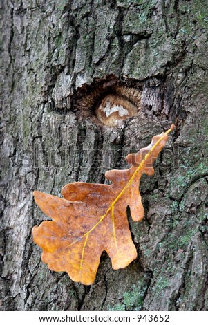 Dry oak leaves on a background of a mossy trunk of an oak