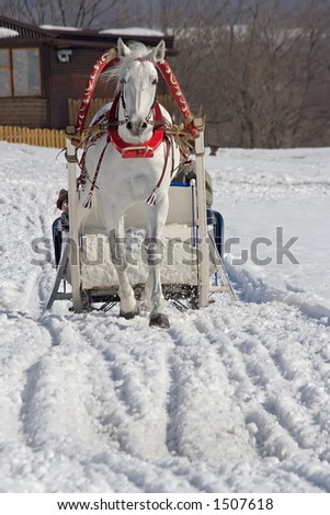 Winter holiday-walk in carriage with white horse in a winter sunny day
