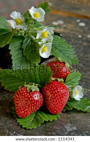 Ripe strawberry-juicy garden crop