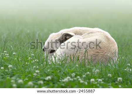 The lonely white dog sleeps on  green meadow at  morning in a dense fog