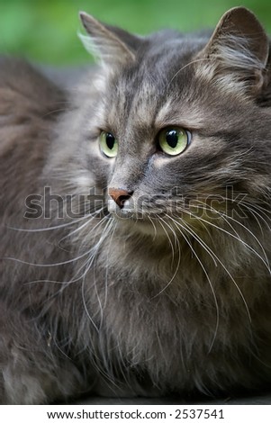 Beautiful big grey cat with green eyes closely observes of the nature