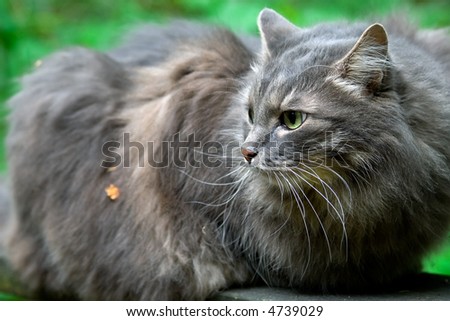 big fluffy grey cat very closely looks around-friendly but very independent animal
