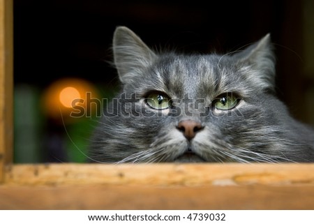 big fluffy grey cat very closely looks around-friendly but very independent animal
