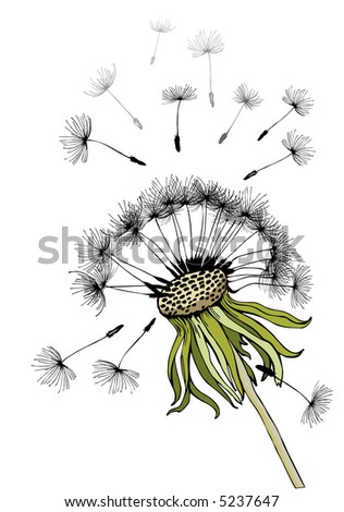 of dandelionfragile plant