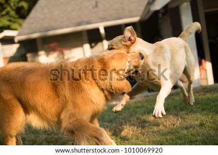 Dog biting another dog