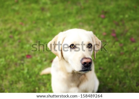 handsome yellow lab dog