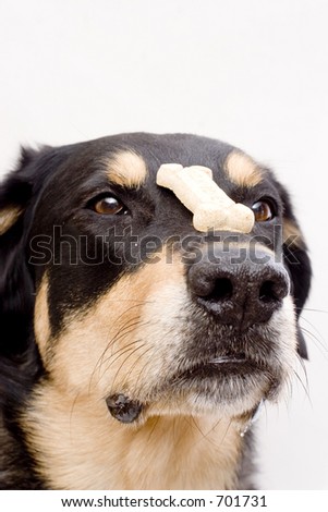 good dog balances cookie