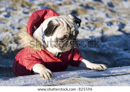 Wait for me - I'm the leader - Pug dog at the beach