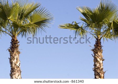 Palm trees standing guard,with writing space