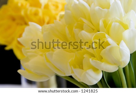 fresh light yellow tulips against golden yellow roses