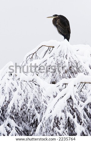 winter tree with snow and large heron crane on top