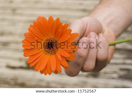 hand pass daisy on stem