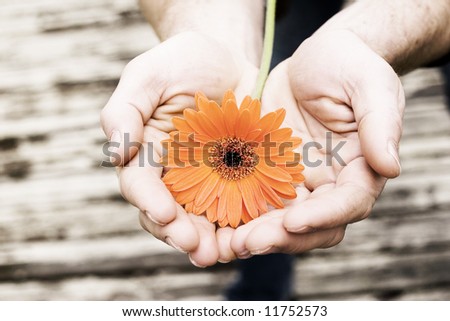 hands cupping daisy
