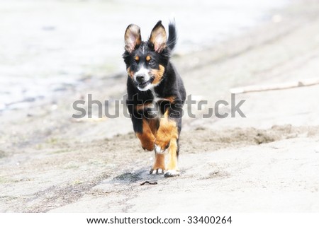 joyful running bernese mountain dog puppy on the beach