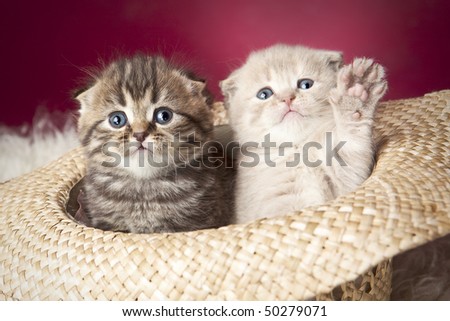 Two cute kittens sitting in hat