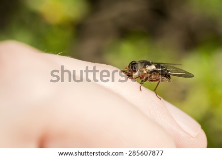 Blood sucking march fly or horse fly on human fingertip. Sharp closeup detail of fly as it is sucking blood. High resolution macro shot focus on march fly. Out of focus green and brown background.