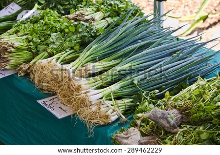 Bunches of fresh shallots laid out on a market stall. Price tag on shallots is $2.00 a bunch. There are bunches of coriander in the background.