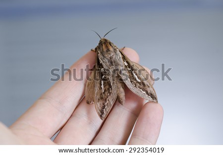 Large moth butterfly on tip of fingers with blue background.