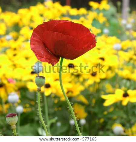 Red on yellow poppy II