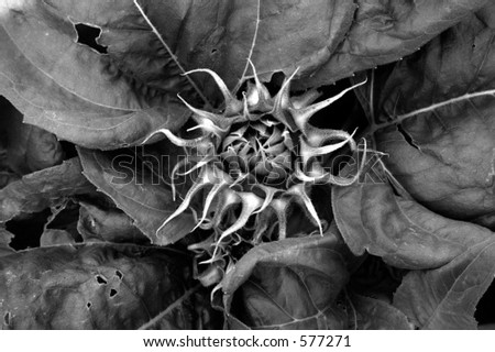 Black and white closeup of a sunflower. Strong emphasis on shape and texture, extremely crisp.