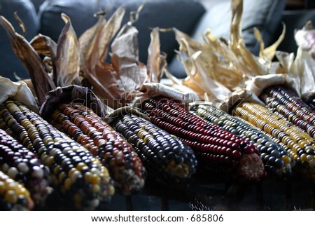 Indian Corn, one of the most popular fall decorations in the USA.