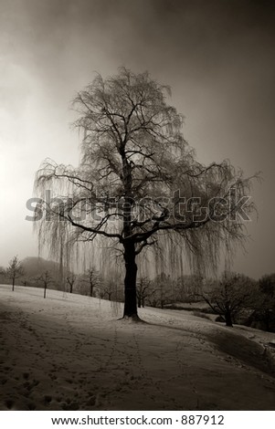 a weeping willow in a garden with soft sunlight. Quadtoned, suitable for condolence cards etc.