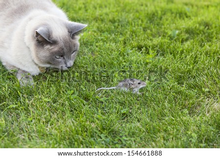 A Lilac Point Siamese cat hot on the trail of a  wild mouse.
