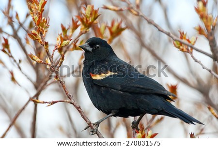 A male Red-Winged Blackbird perched in a tree whose leaves are just beginning to bud.  Early spring near Medicine Hat, Alberta, Canada.