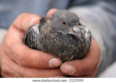 Baby pigeon cradled in rugged, weathered hands.