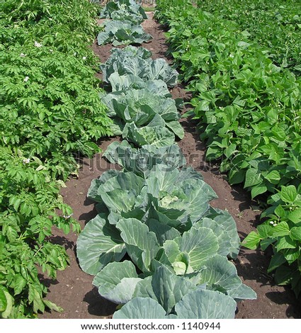 Cabbage, beans & potatoes growing in neat rows.