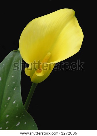 Exotic yellow Calla Lily isolated on a black background.