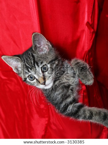 A cute, little tabby kitten rides in the pocket of his Mom\'s silk robe.