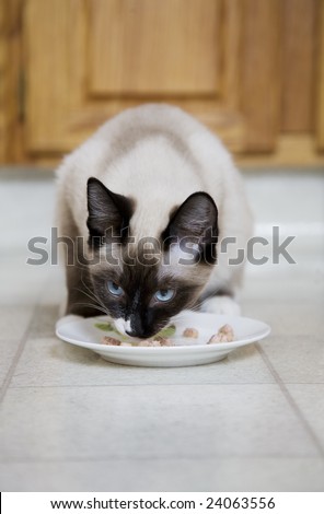 stock photo : A purebred, Snowshoe Lynx-Point Siamese kitten eating wet cat 