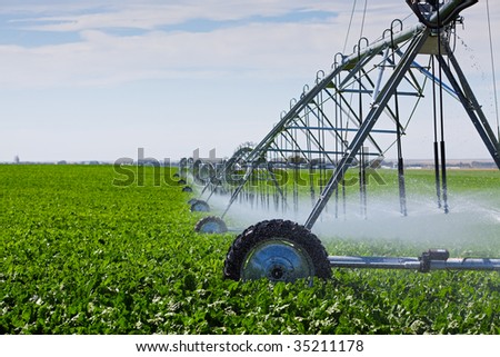 An irrigation pivot watering a field of turnips.