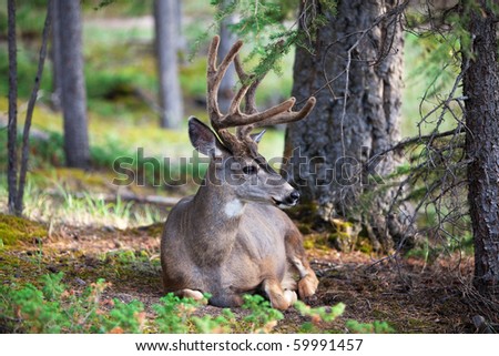 8 point buck clipart. 8 point buck clipart.