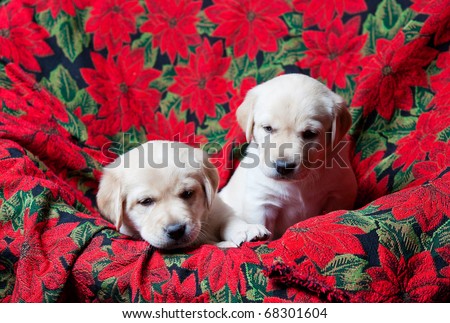 Two white Labrador Retriever puppies.  Four weeks old.  Red Poinsettia Christmas background.