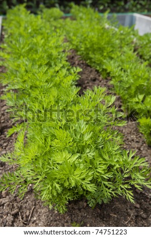 Young carrots growing in a raised vegetable garden bed.  Shallow Depth of Field.
