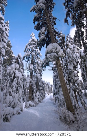 Snow path through trees