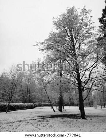 Black And White Pics Of Trees. stock photo : Black and white