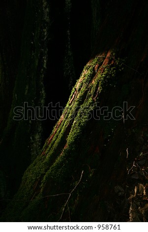 Light in dark forest on green moss covered stump