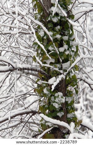 Vine on tree in snow