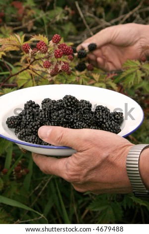 Hands picking wild blackberries