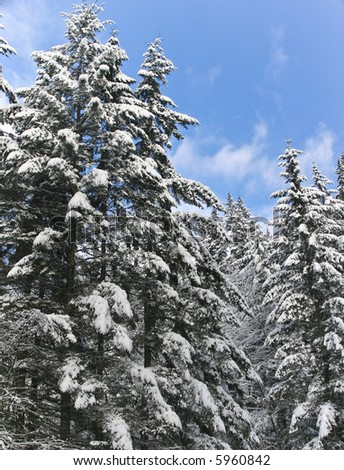 Clear skies, snow on trees after a winter storm