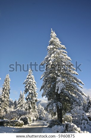 Clear skies, snow on trees after a winter storm