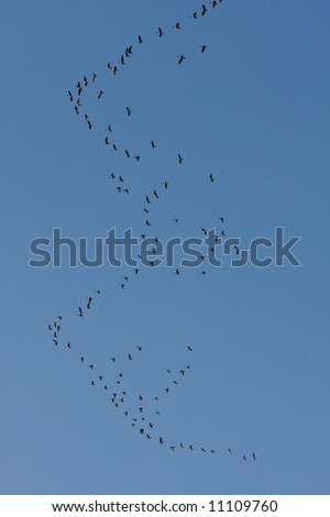 High flying formation geese heading south