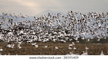 Massive flock of snow geese taking flight from a farmer\'s harvested corn field