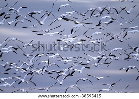 Massive flock of snow geese taking flight