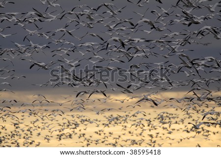 Massive flock of snow geese taking flight